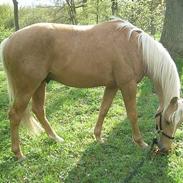 Palomino Avl Saint Millton Segur Lamarque