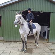 Belgisk varmblod Vampire