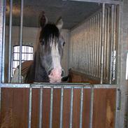 Arabisk fuldblod (OX) El micon (solgt)