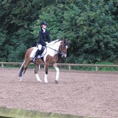 Anden særlig race Laban 