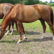 Dansk Varmblod Tjargo Star