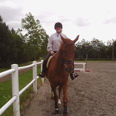 Dansk Varmblod Tjargo Star