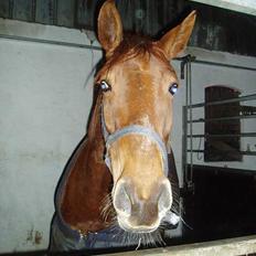 Dansk Varmblod Tjargo Star