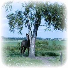 Anden særlig race Moon Shadow *SOLGT*