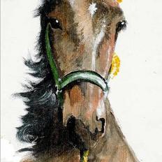 Anden særlig race Moon Shadow *SOLGT*