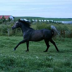 Anden særlig race Moon Shadow *SOLGT*