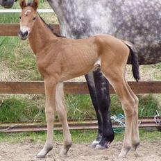 Dansk Varmblod Flying Q-Lando