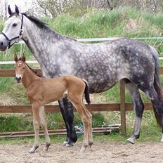 Dansk Varmblod Flying Q-Lando