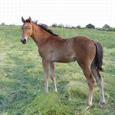 Dansk Varmblod Flying Q-Lando