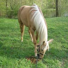 Palomino Avl Saint Millton Segur Lamarque