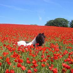 Shetlænder | Kærholms Indian 