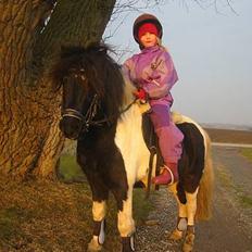 Shetlænder | Kærholms Indian 