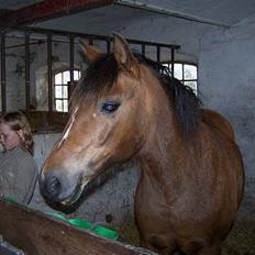 New Forest Lajka R.I.P