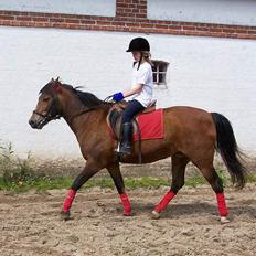 New Forest Lajka R.I.P