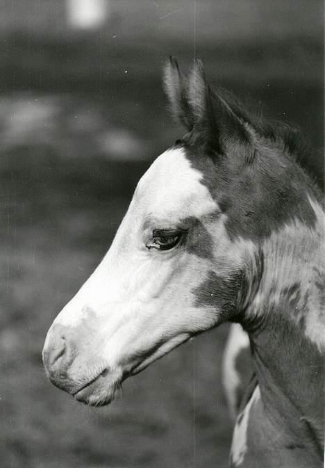 Paint Mr. snowflake - alle Billeden er coyrighte hvis vil bru dem konkt mig.  billede 6