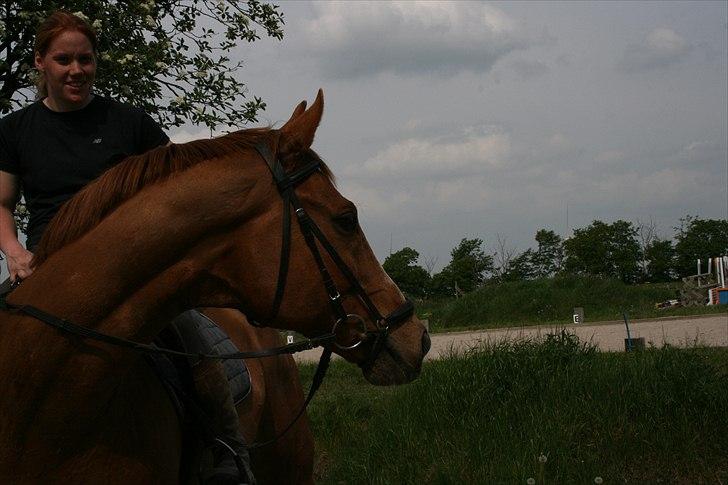 Fuldblod (XX) Mosegårdens Amadeus - Den smukke mule har fået øje på noget sommer 2010 billede 19