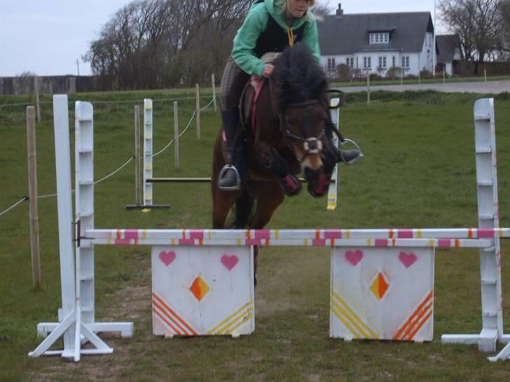 Dartmoor Jasmin *Aflivet billede 4