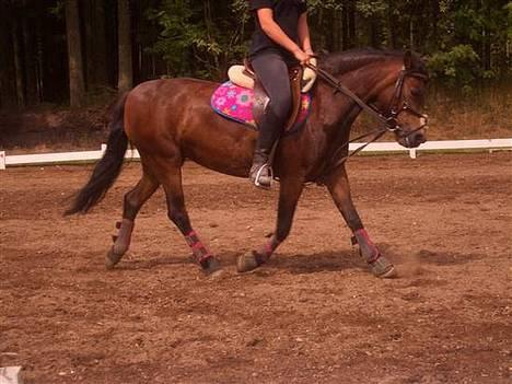 Dartmoor Jasmin *Aflivet - Rytterlejr 06 - Dressur undervisning .Foto:Brina o. billede 9