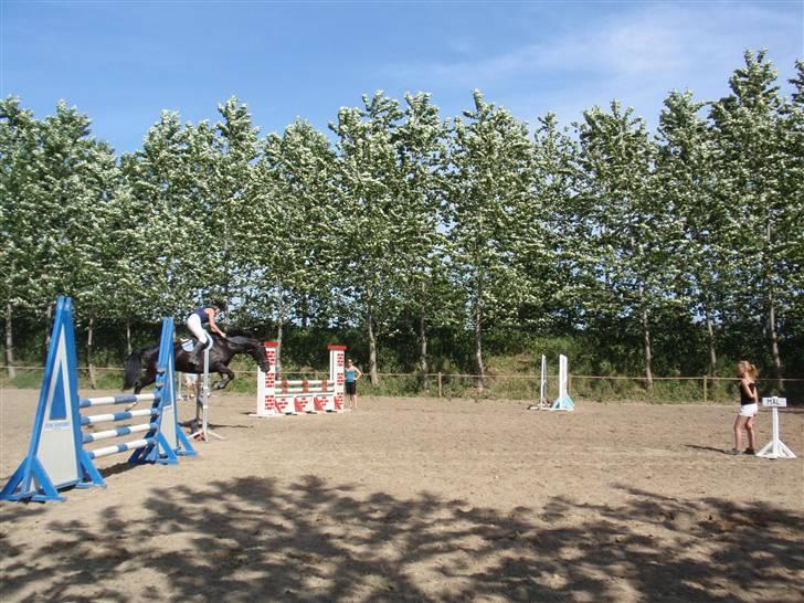 Oldenborg Kielstrupgårds MR. Malou  - Foto: Dea billede 8