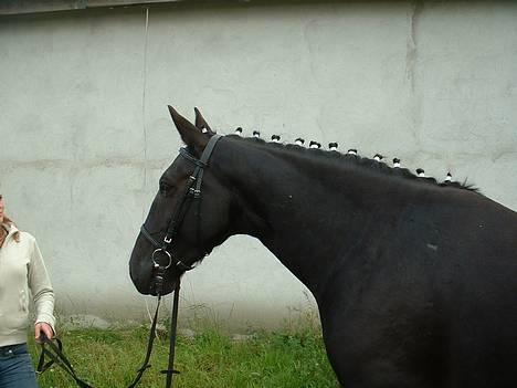 Oldenborg Kielstrupgårds MR. Malou  - hvor skal du hen? billede 10