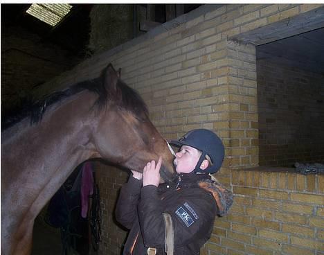 Tysk Sportspony Chemin De Royal  - Mys mys <33 billede 15