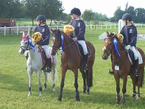 Tysk Sportspony Chemin De Royal  - ærgeligt den sidste fra vores hold ikke lige er med på billedet/: billede 17