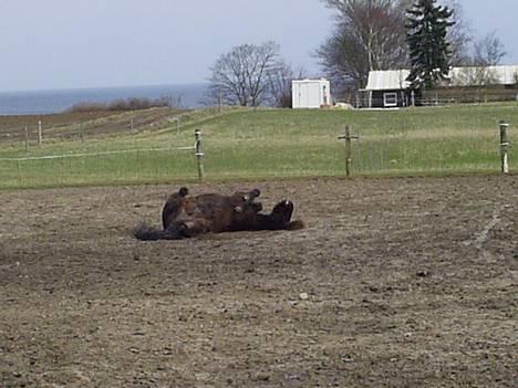 Islænder Svartur fra Tingvad - ruller.  billede 10