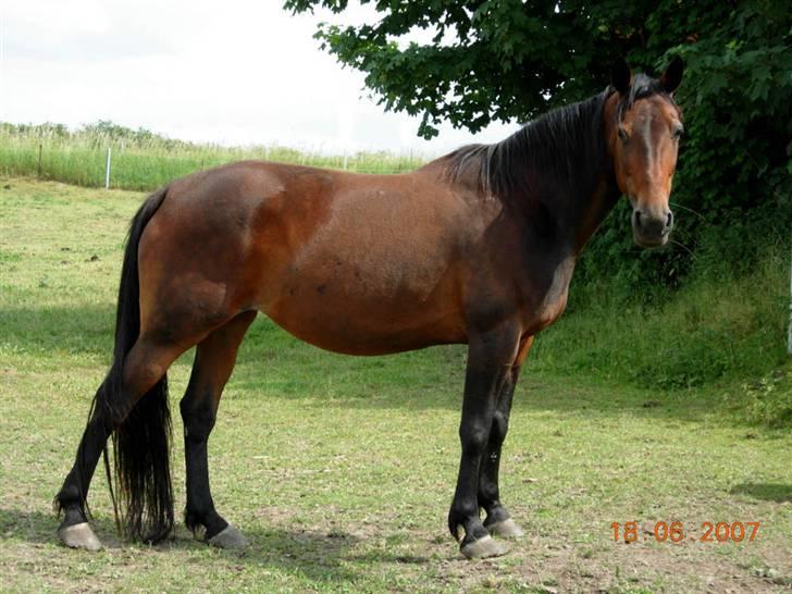 Anden særlig race Viktoria *flyttet* - Juni 2007, foto: Flador. billede 2