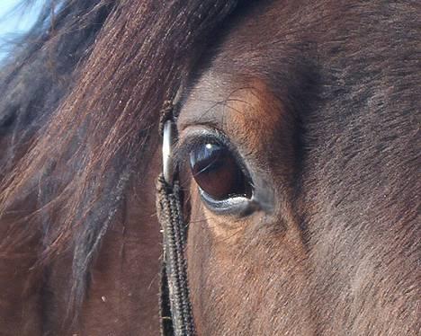 Anden særlig race Viktoria *flyttet* - Viksens smukke, dybe øje  <3 billede 7