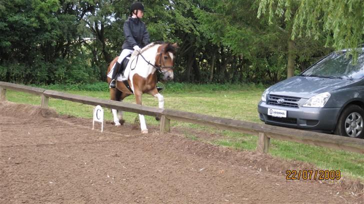 Anden særlig race Laban  - .. billede 4