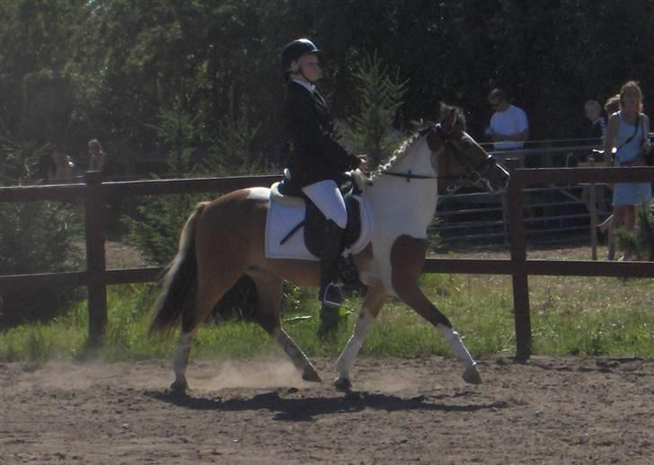 Anden særlig race Laban  - nakken bøjer han ikke, men fin er han da. første stævne billede 5