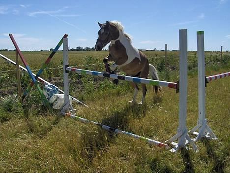 Anden særlig race Laban  - MIN SMUKKE PONY ! billede 6
