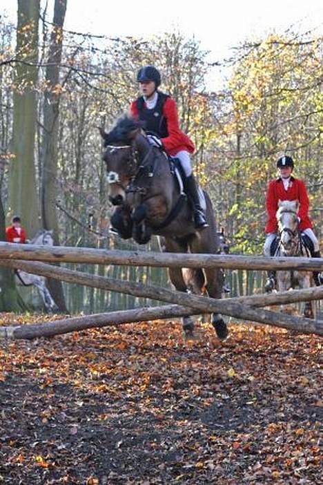 New Forest Kattingegårds My Boy - Hubertus 2004 billede 5