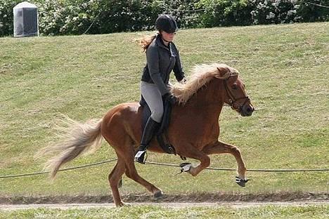 Islænder Rauður fra Kransmose - Rauður galop, 25. juni ´05 billede 13