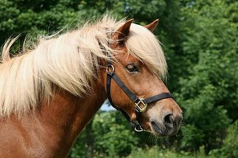 Islænder Rauður fra Kransmose - Rauður, 25. juni ´05 billede 14