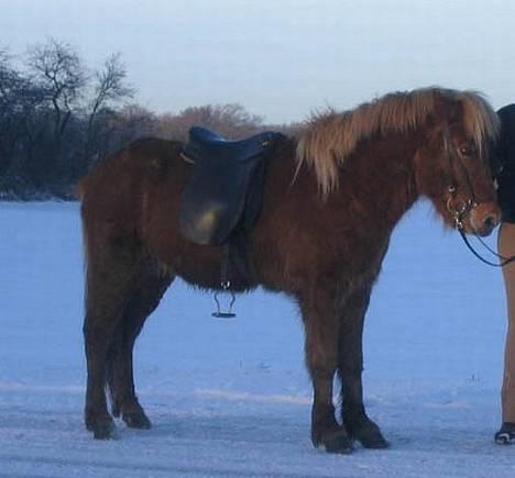 Islænder Rauður fra Kransmose - 1. gang jeg så Røde, hos sælger. Mellem jul og nytår ´04 billede 15