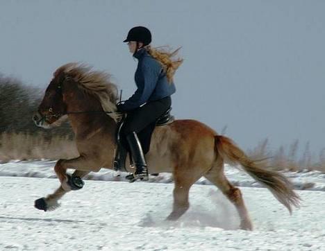 Islænder Rauður fra Kransmose - Rauður galop, marts ´06 billede 16