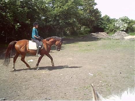 Anden særlig race Rasmus *R.I.P* - gammelt. billede 4