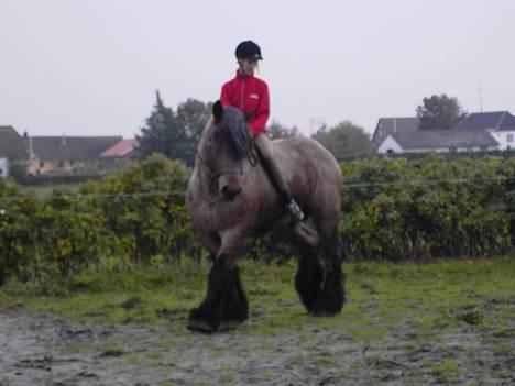 Belgier Chris De Balgerhoek BEH - 21.10.05. Chris på ridebanen.. smukke hingst:-)  billede 2