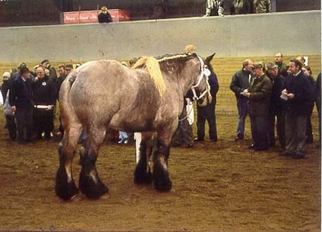 Belgier Chris De Balgerhoek BEH - Chris til kåring i Fredericia som 3 års. ( 2001) billede 5