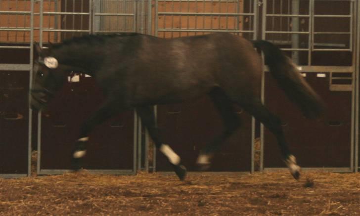 Dansk Varmblod Casia - Et lille trav billede os fra kåringen 07 billede 4