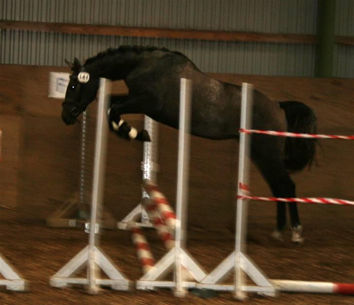 Dansk Varmblod Casia - Spring fra hoppekåringen 07 billede 6