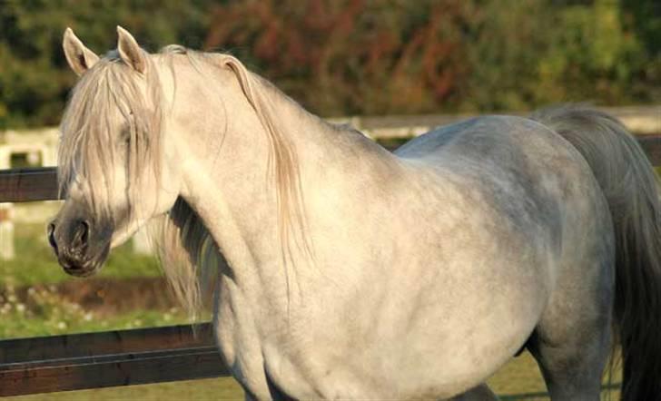 Arabisk fuldblod (OX) WML Wahed (Scid/CA - fri) - Wahed 12 okt. 2009 billede 4