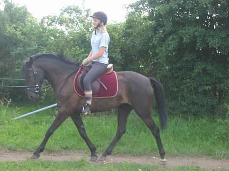 New Forest Navarra Død - dressur.. hunn er kun redet i 7 uger..! billede 1