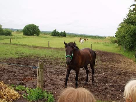 New Forest Navarra Død - kigge.. os fra i dag billede 2