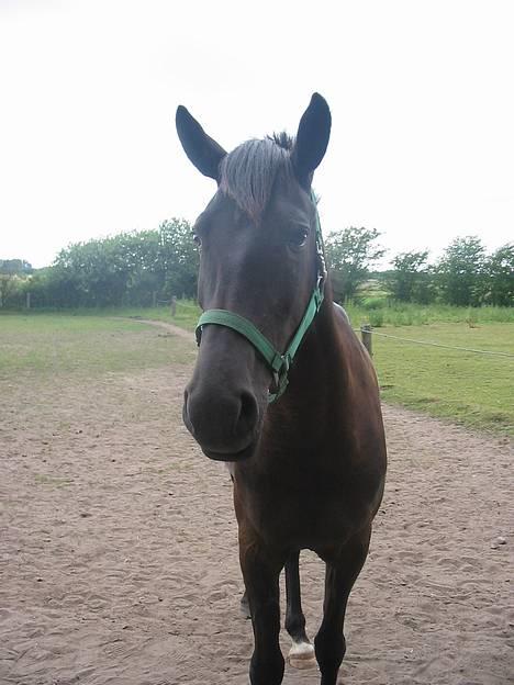 New Forest Navarra Død - fold... billede 4
