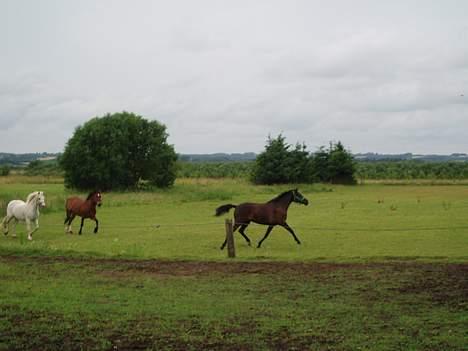New Forest Navarra Død - trave trave trave.. billede 5