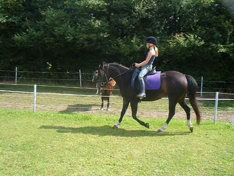 New Forest ahornsVognmangården Topsy - Natascha og Topsy igen. billede 9