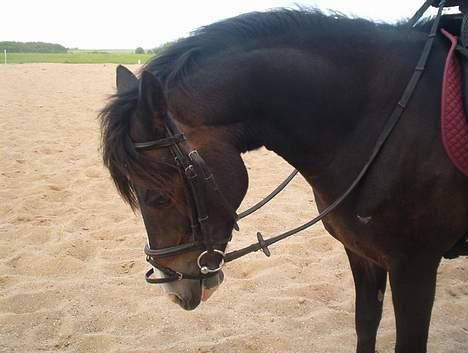 New Forest ahornsVognmangården Topsy - Topsy´s smukke hoved billede 10