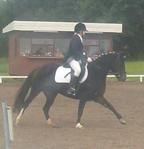 New Forest ahornsVognmangården Topsy - Trillo og Topsy til stævne i kongsvad. billede 11